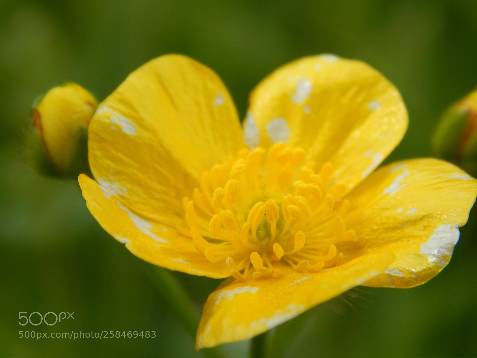 Nikon Coolpix L820 sample photo. The beautiful creeping buttercup photography