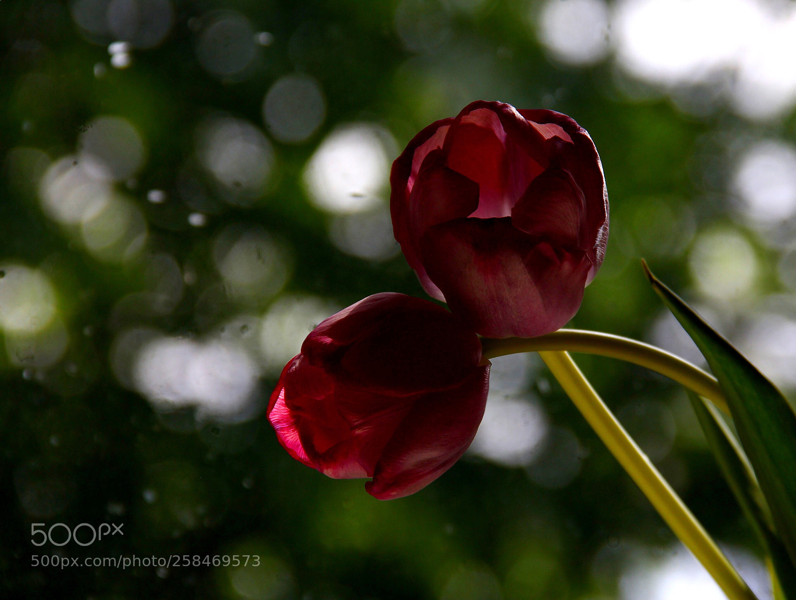 Canon EOS 60D sample photo. You & me  photography