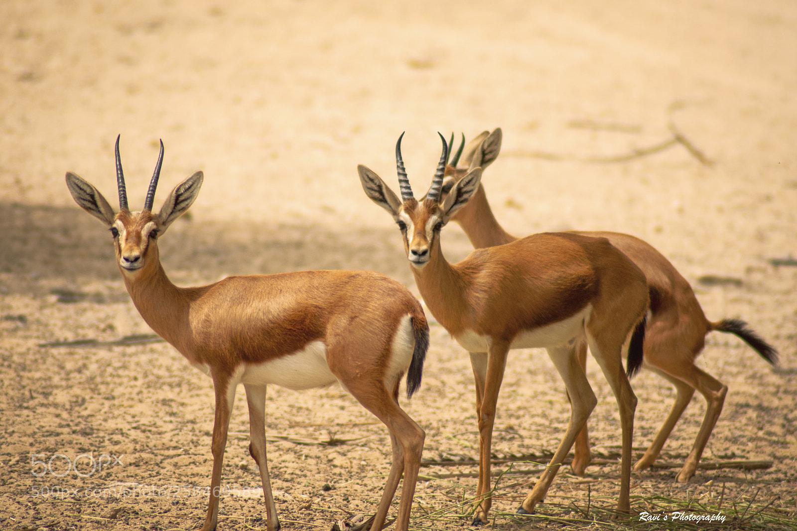 Nikon D5300 sample photo. Gazelles photography