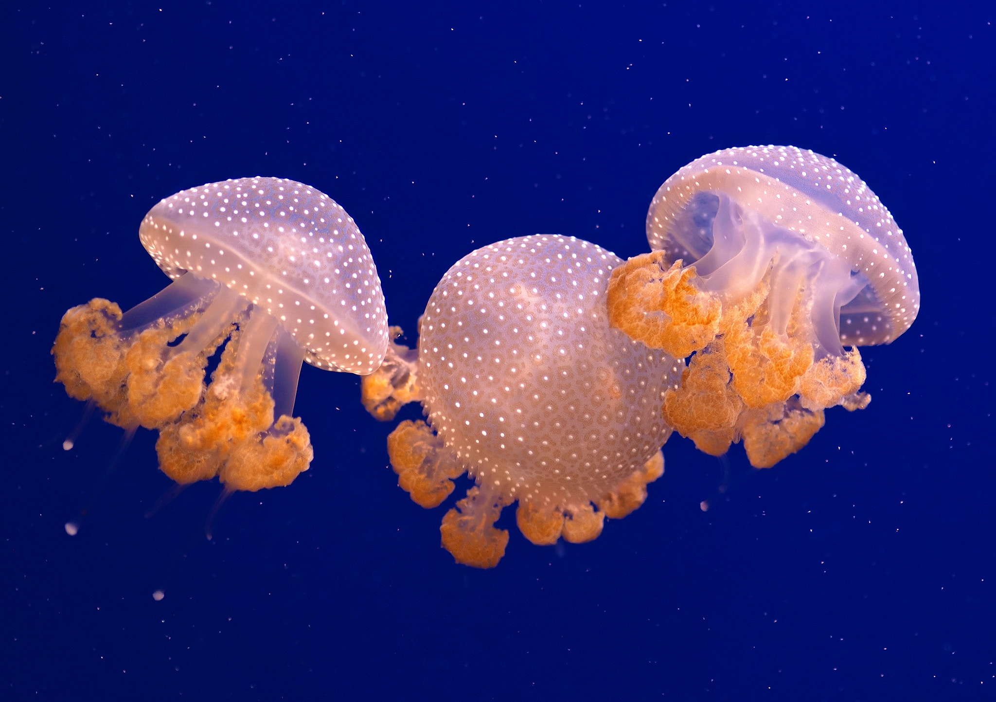 Olympus E-410 (EVOLT E-410) sample photo. Australian spotted jellyfish photography