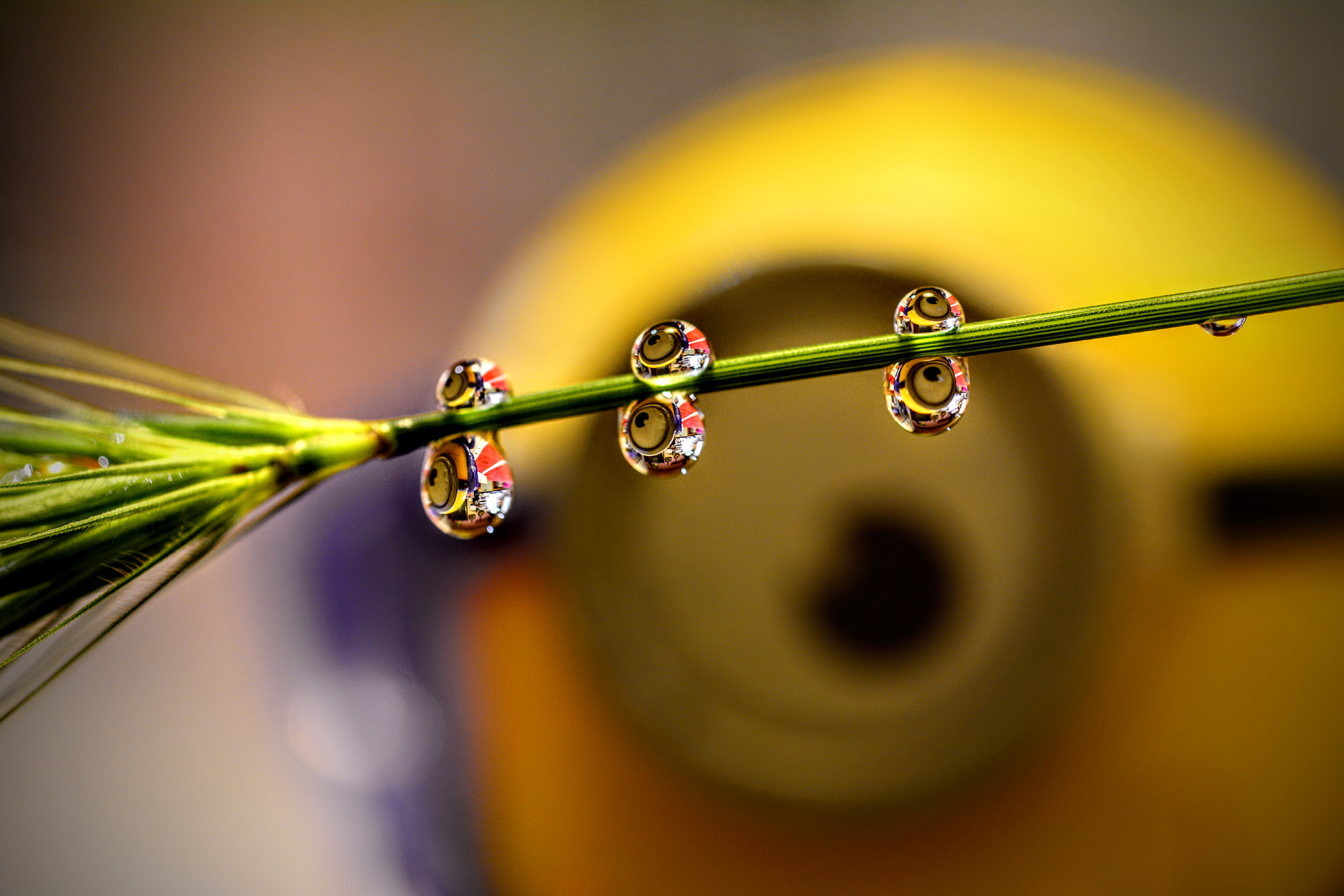 Nikon D7100 + Sigma 105mm F2.8 EX DG OS HSM sample photo. Minion in the drops photography