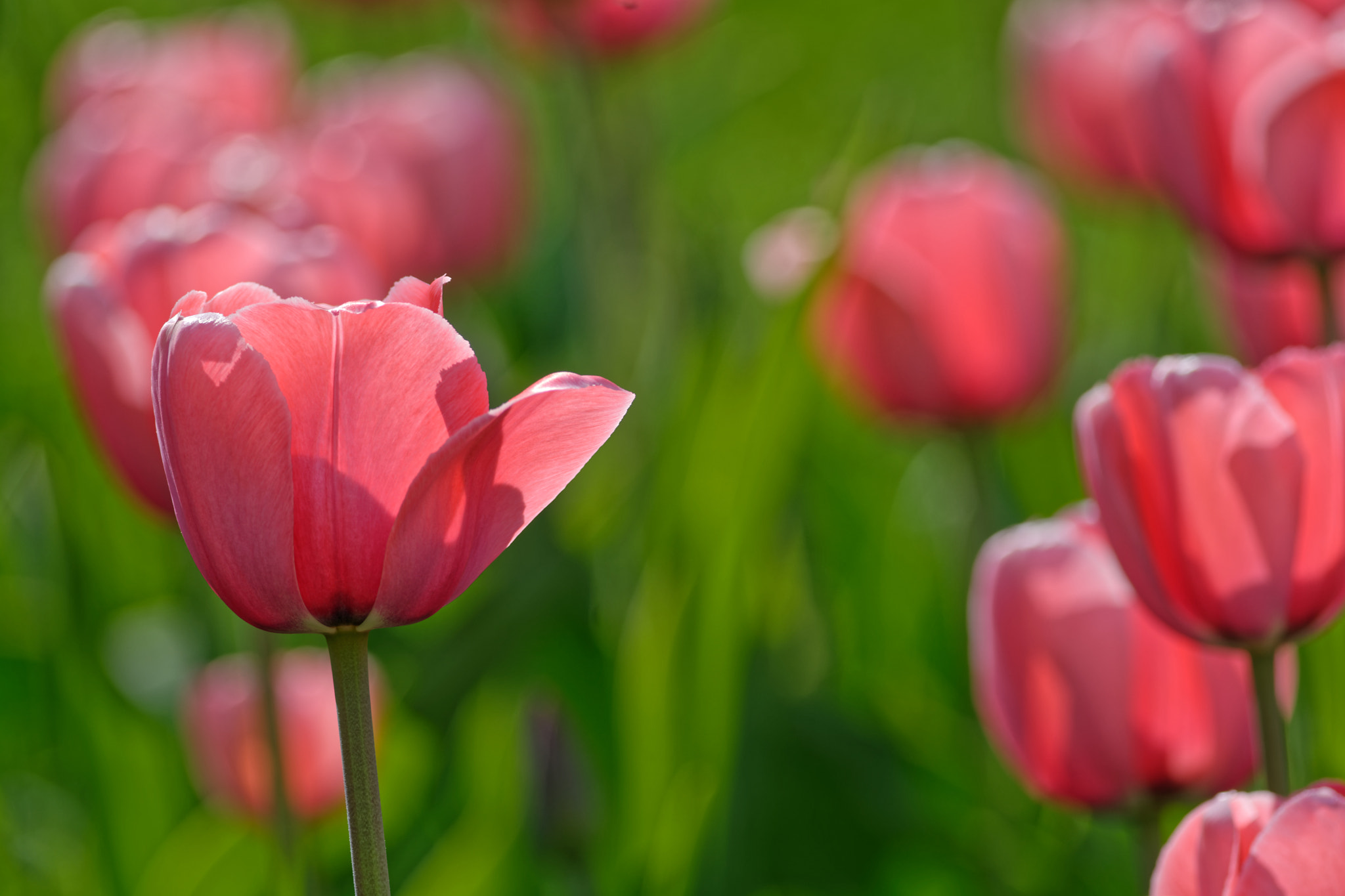 Nikon D7100 + Nikon AF-S Nikkor 300mm F4D ED-IF sample photo. Tulips photography