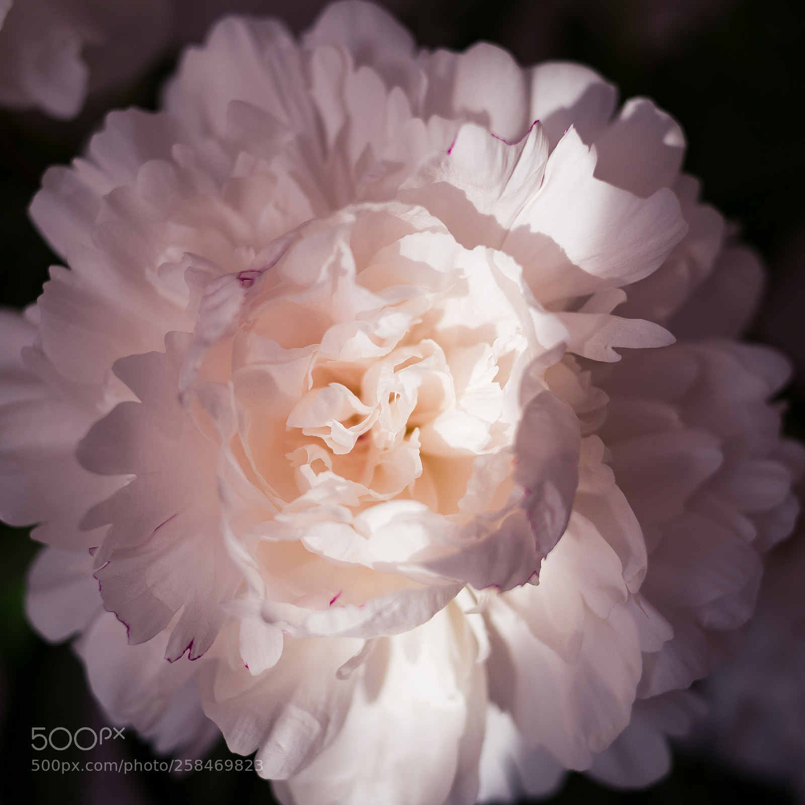 Canon EOS 6D sample photo. Peony photography