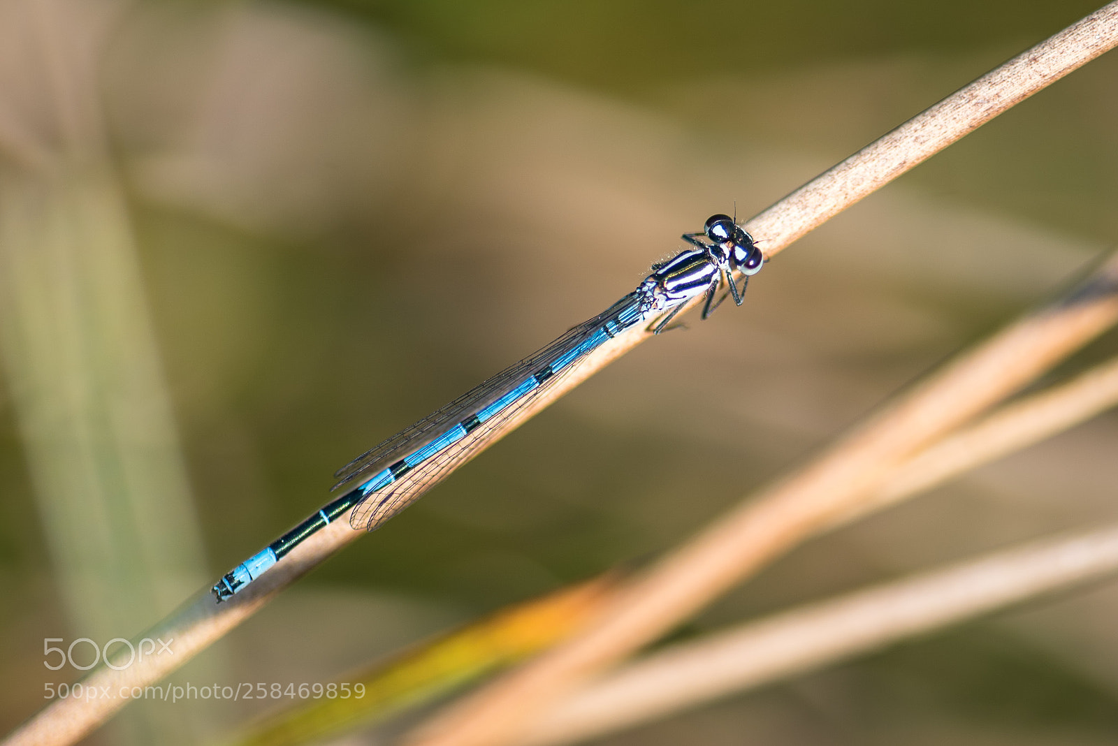 Nikon D750 sample photo. Common blue photography