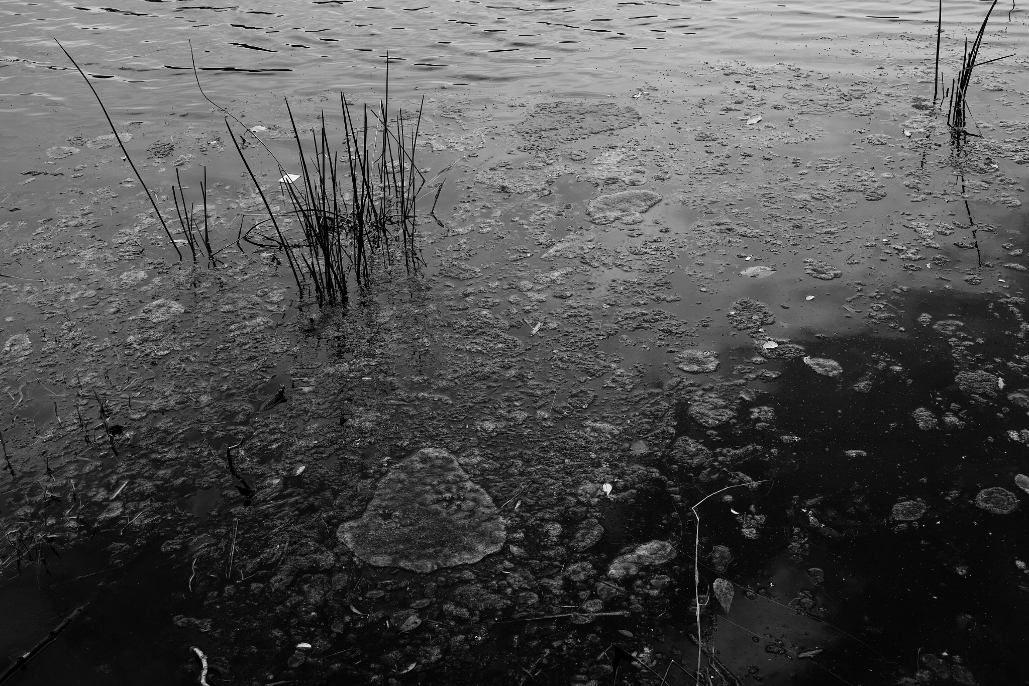 Sigma DP2 Merrill sample photo. Wetlands photography