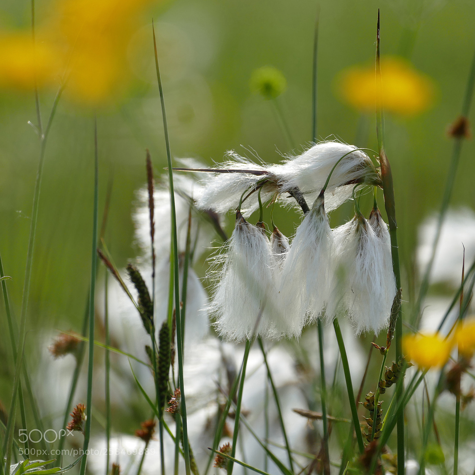 Panasonic Lumix DMC-FZ1000 sample photo. Cottongrass - wollgras photography