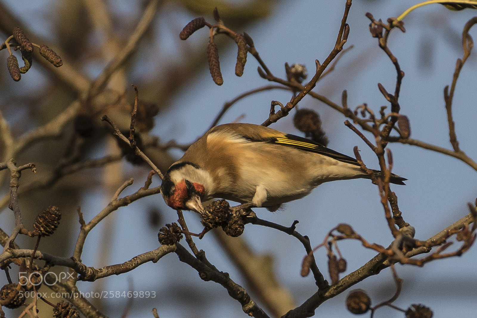 Nikon D500 sample photo. European goldfinch photography