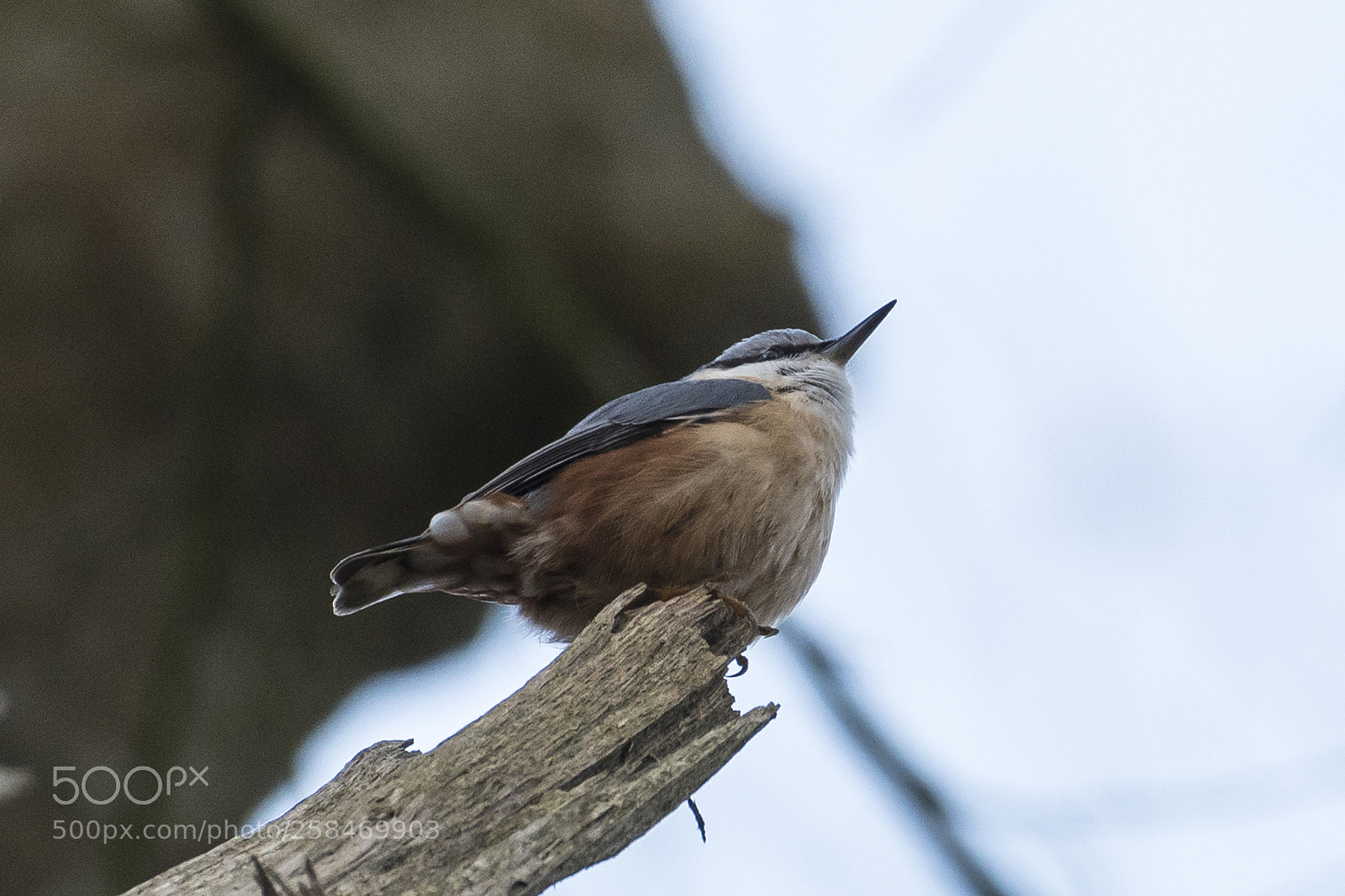 Nikon D500 sample photo. Eurasian nuthatch photography