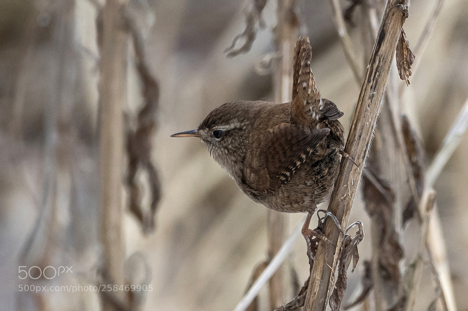 Nikon D500 sample photo. Eurasian wren photography