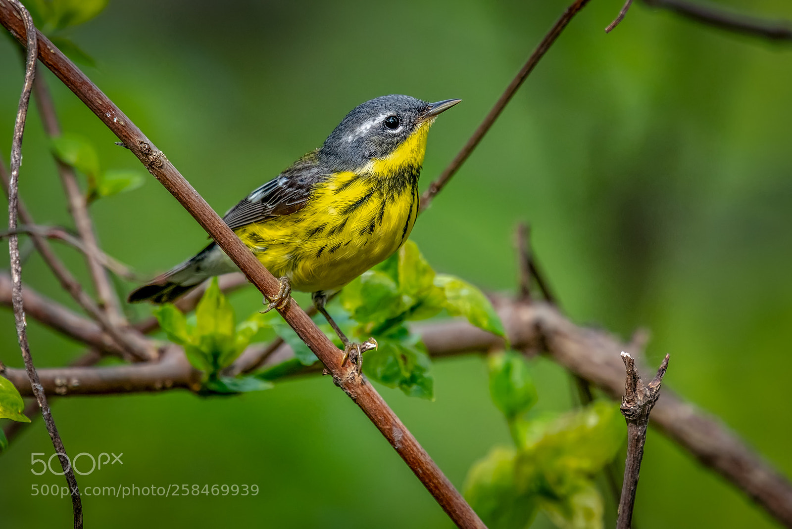 Nikon D850 sample photo. Magnolia warbler photography