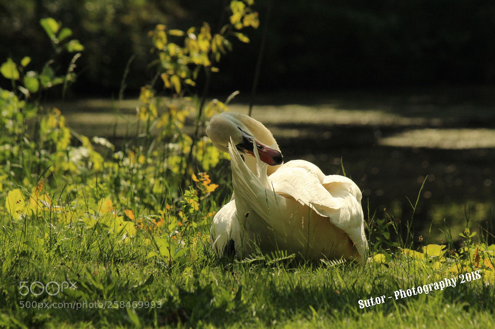 Canon EOS 1200D (EOS Rebel T5 / EOS Kiss X70 / EOS Hi) sample photo. Swan
 photography