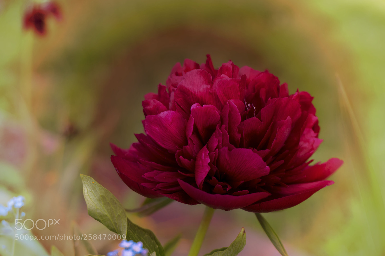 Sony a6300 sample photo. Peony photography