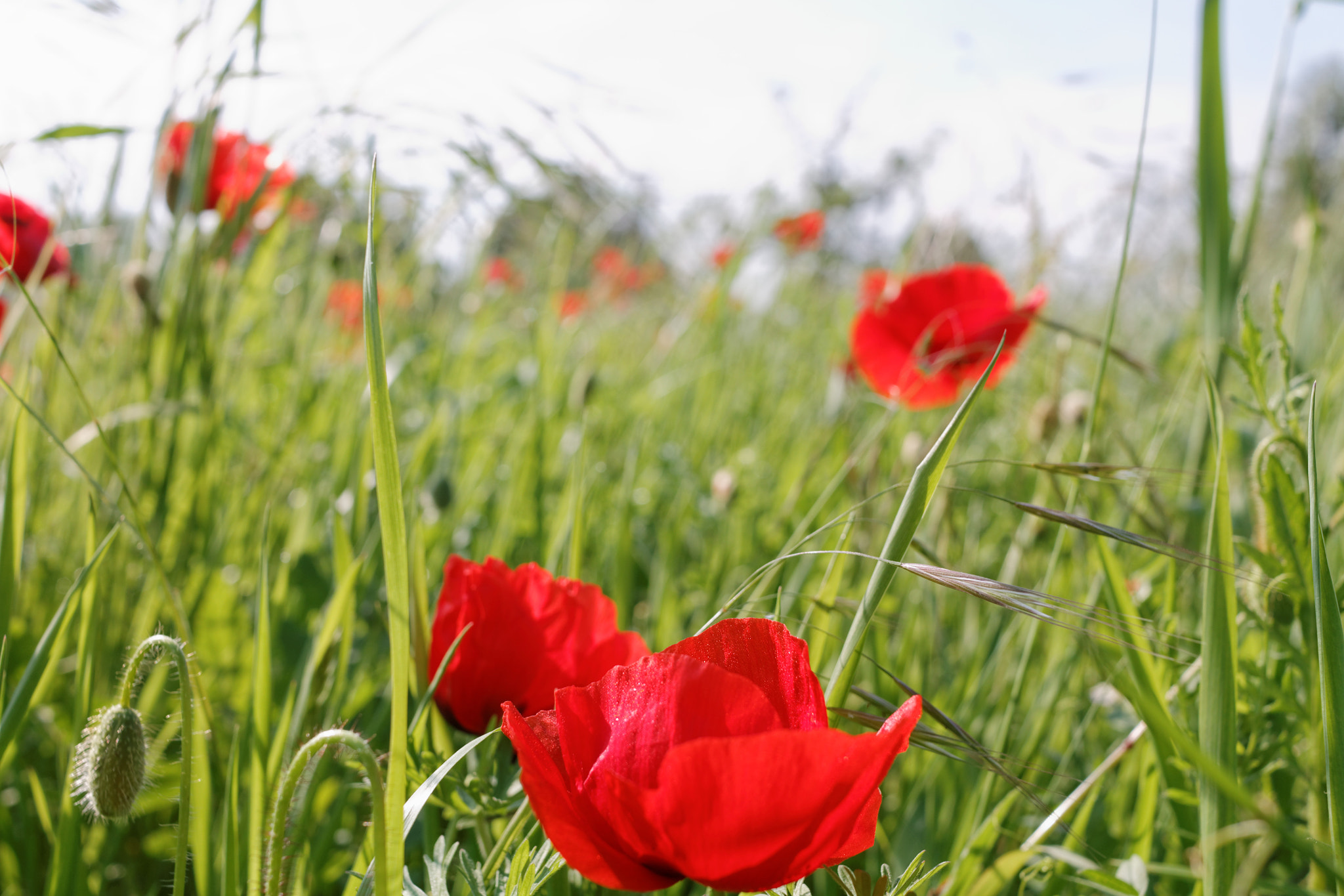 Canon EF-S 24mm F2.8 STM sample photo. Coquelicot photography