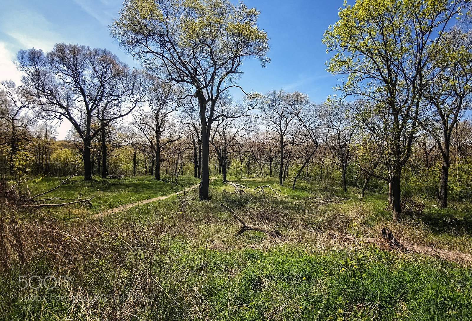 LG G5 sample photo. High park photography