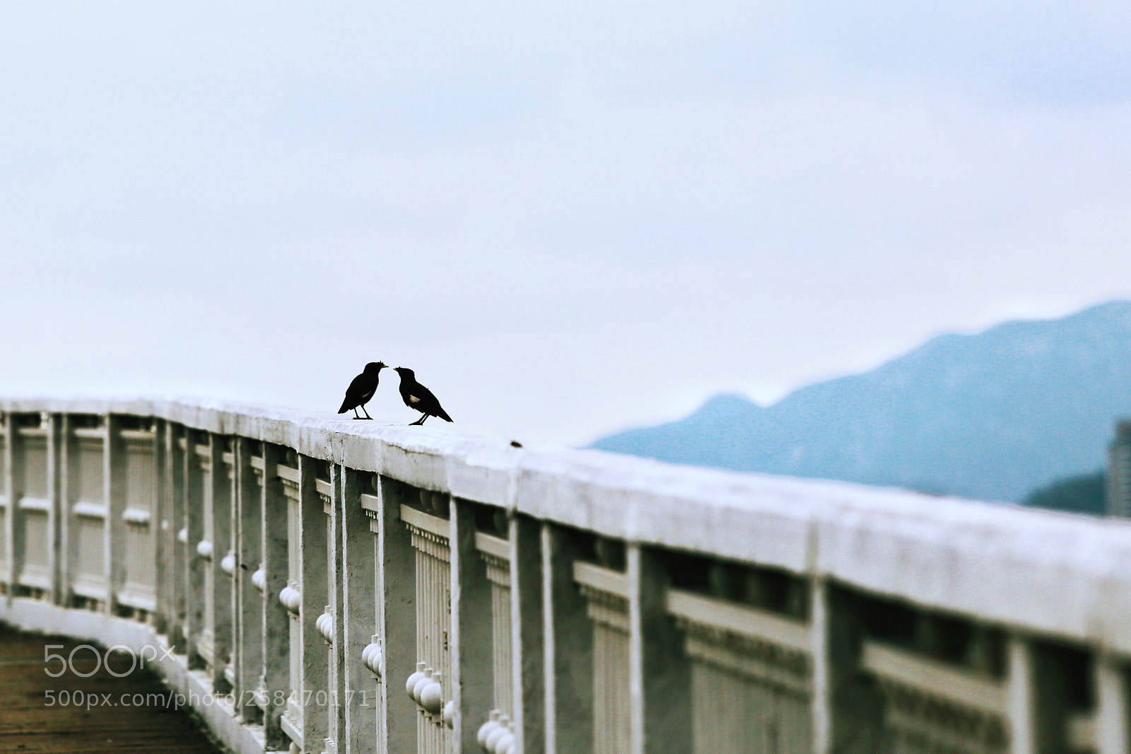 Canon EOS 6D sample photo. Birds talking photography