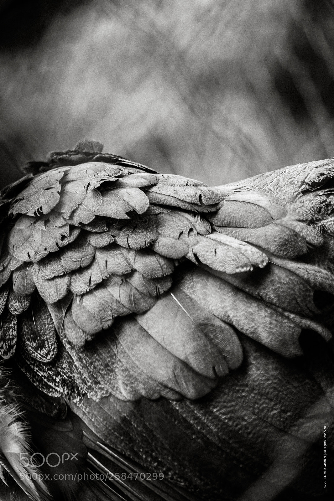 Fujifilm X-Pro1 sample photo. Feathers photography