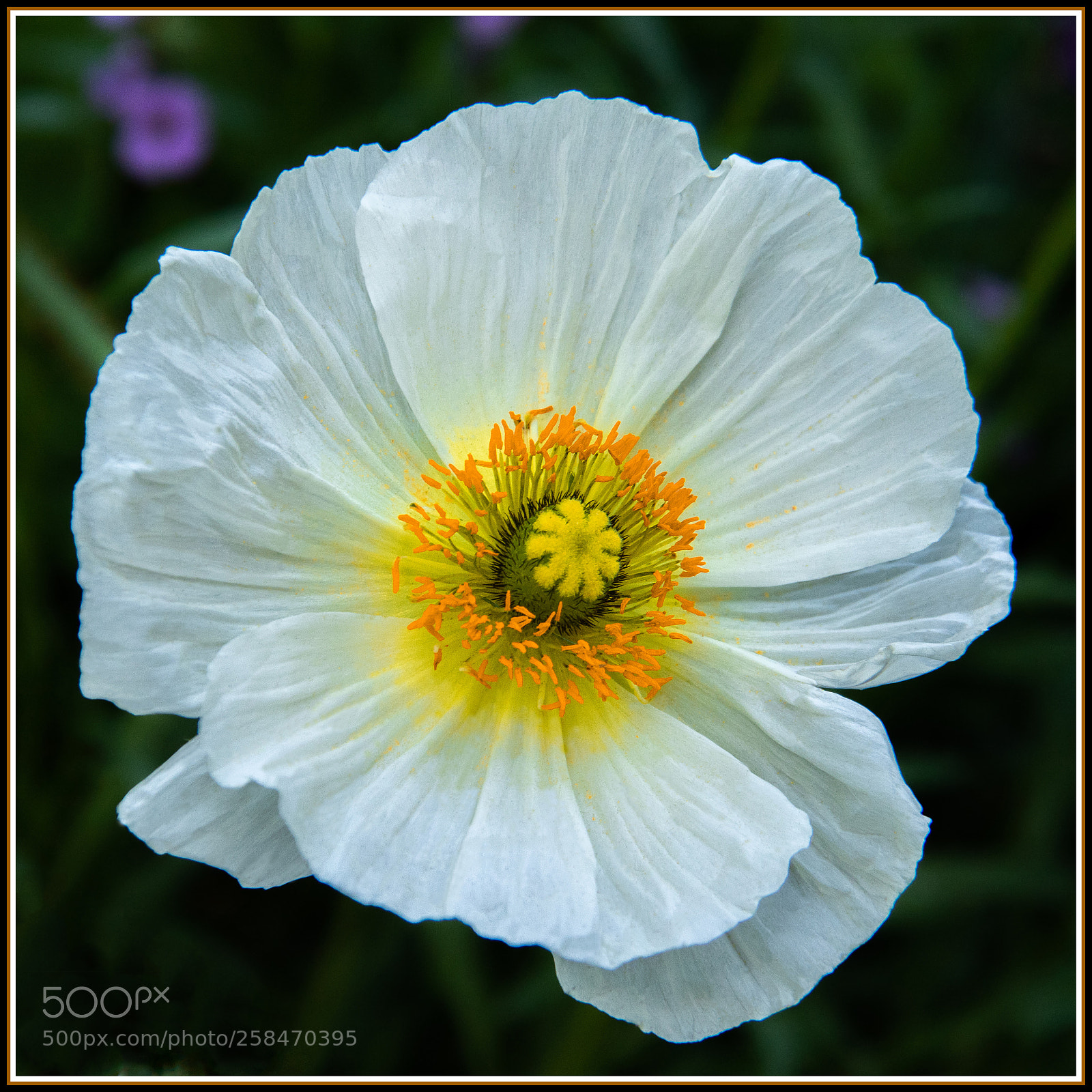 Canon EOS 7D Mark II sample photo. White poppy photography
