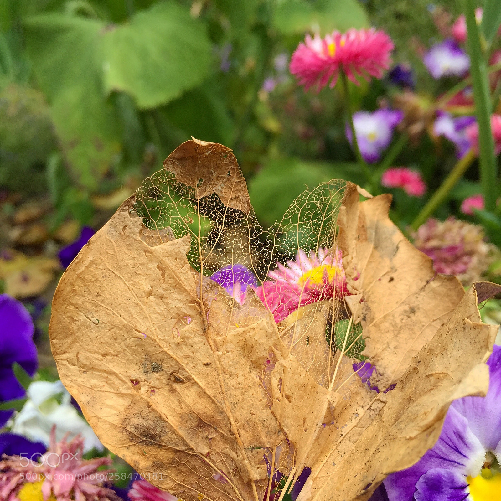 Apple iPhone 6 sample photo. Aile de fée  photography