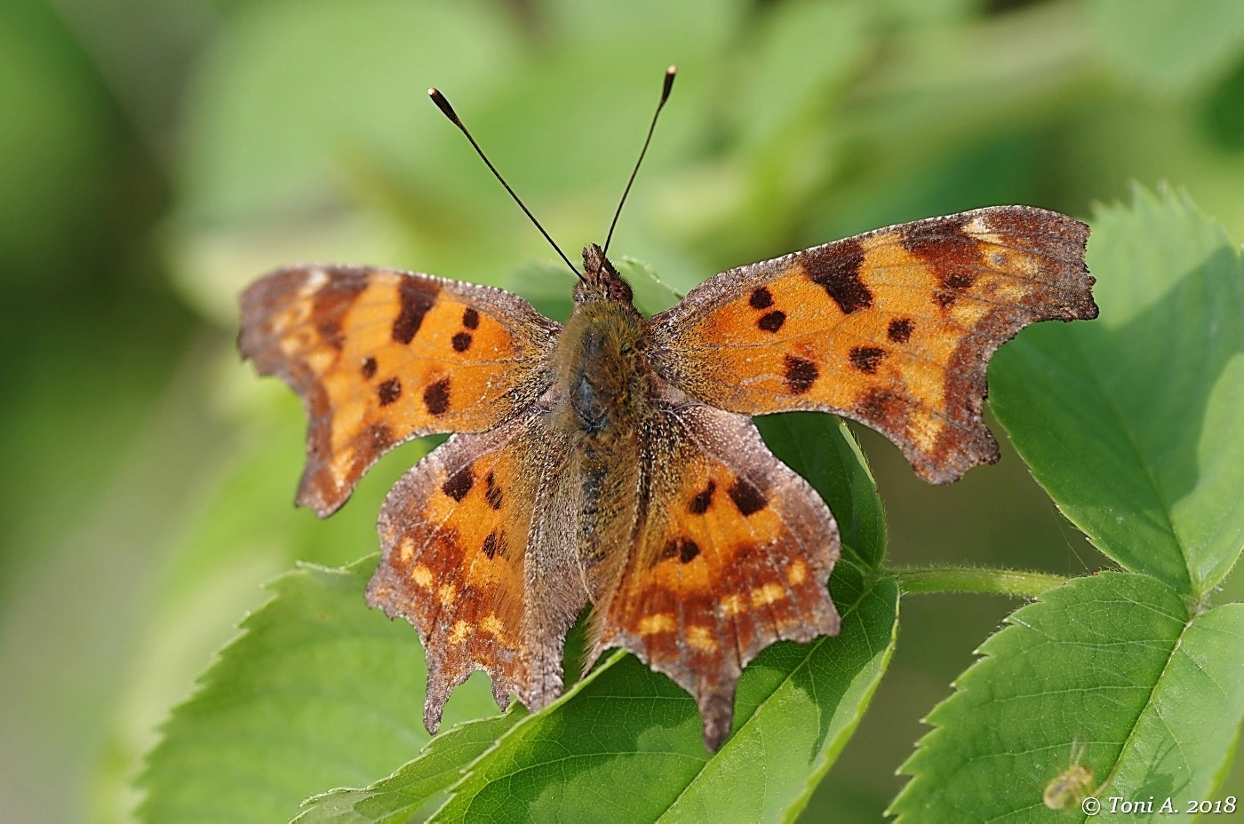 Pentax K-5 II sample photo. Butterfly on the leaves photography