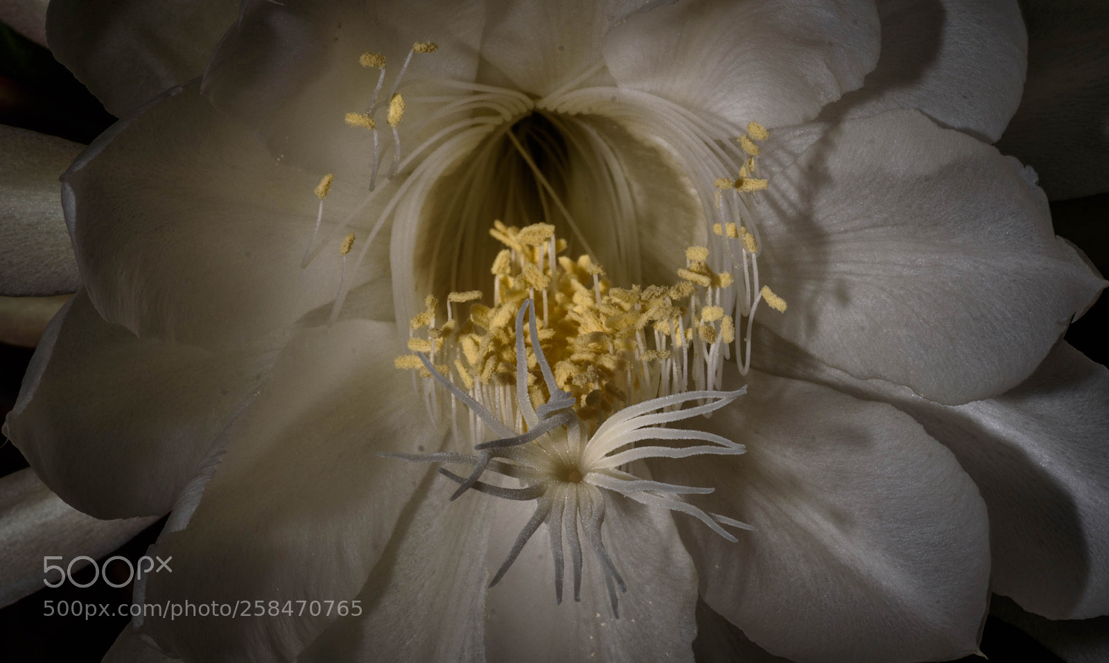 Nikon D750 sample photo. Huge cactus flower photography