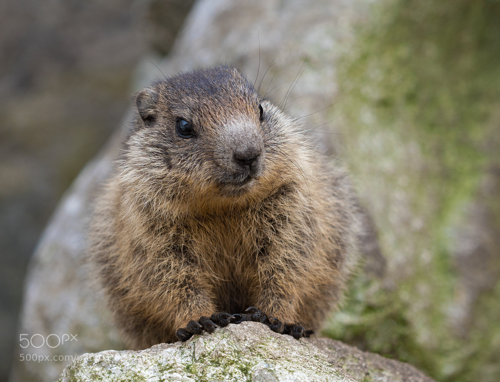 Olympus OM-D E-M1 Mark II sample photo. Baby marmot photography