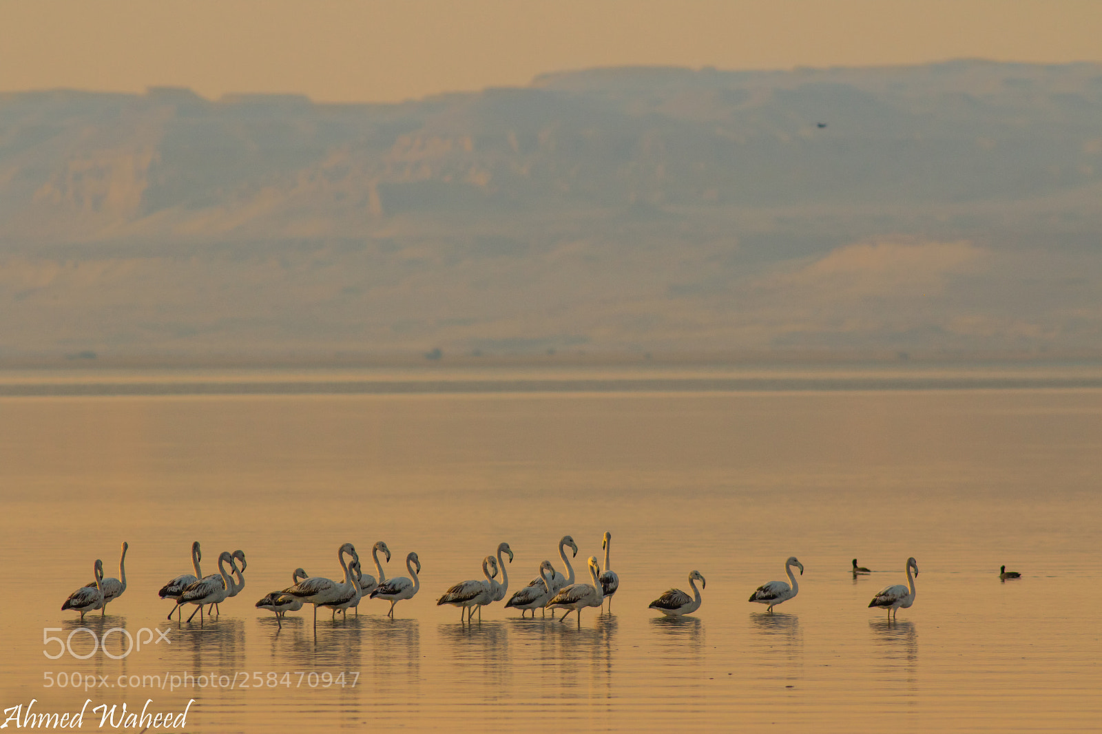 Canon EOS 7D Mark II sample photo. Flamingos at sunset photography