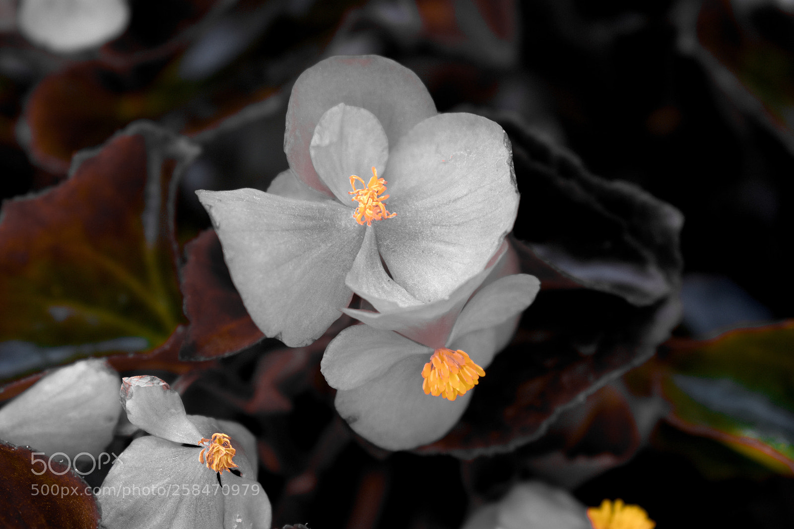 Nikon D3400 sample photo. White petal. photography