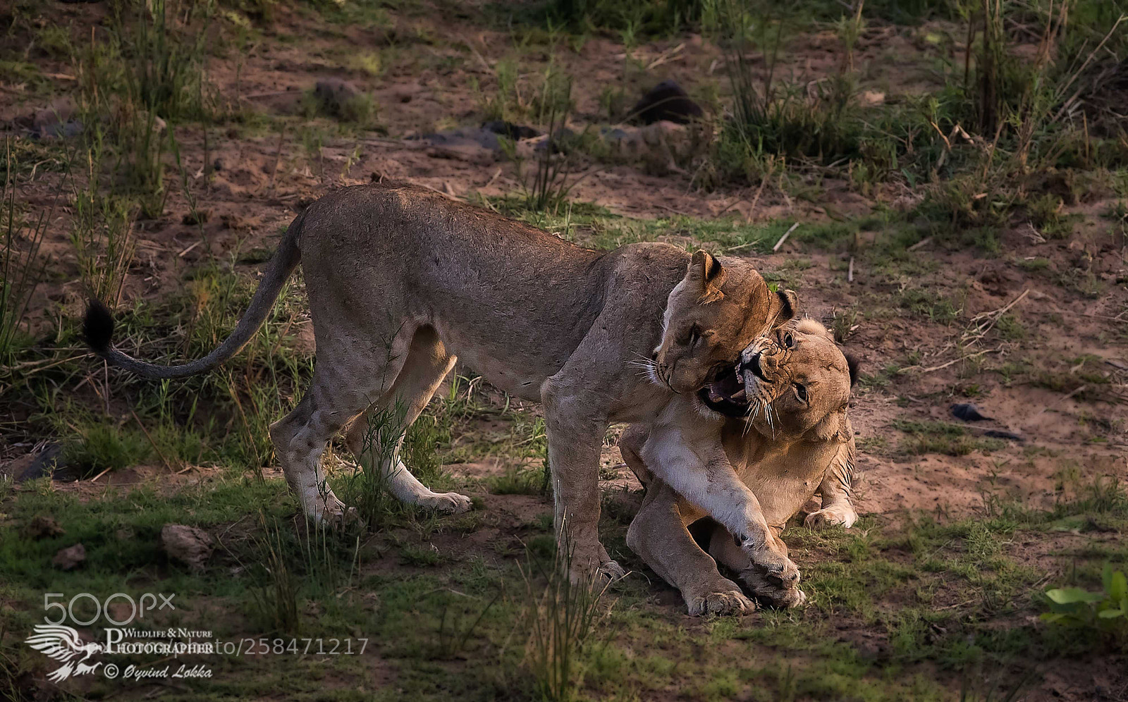 Canon EOS-1D X Mark II sample photo. Lion hug photography