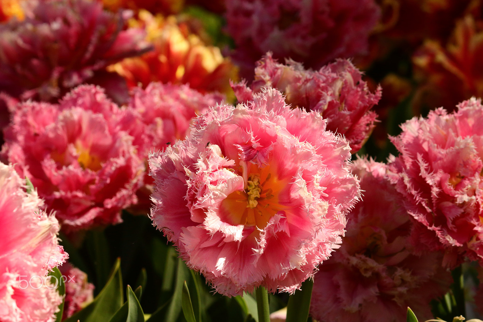 Canon EF-S 55-250mm F4-5.6 IS II sample photo. Pink jagged flowers photography