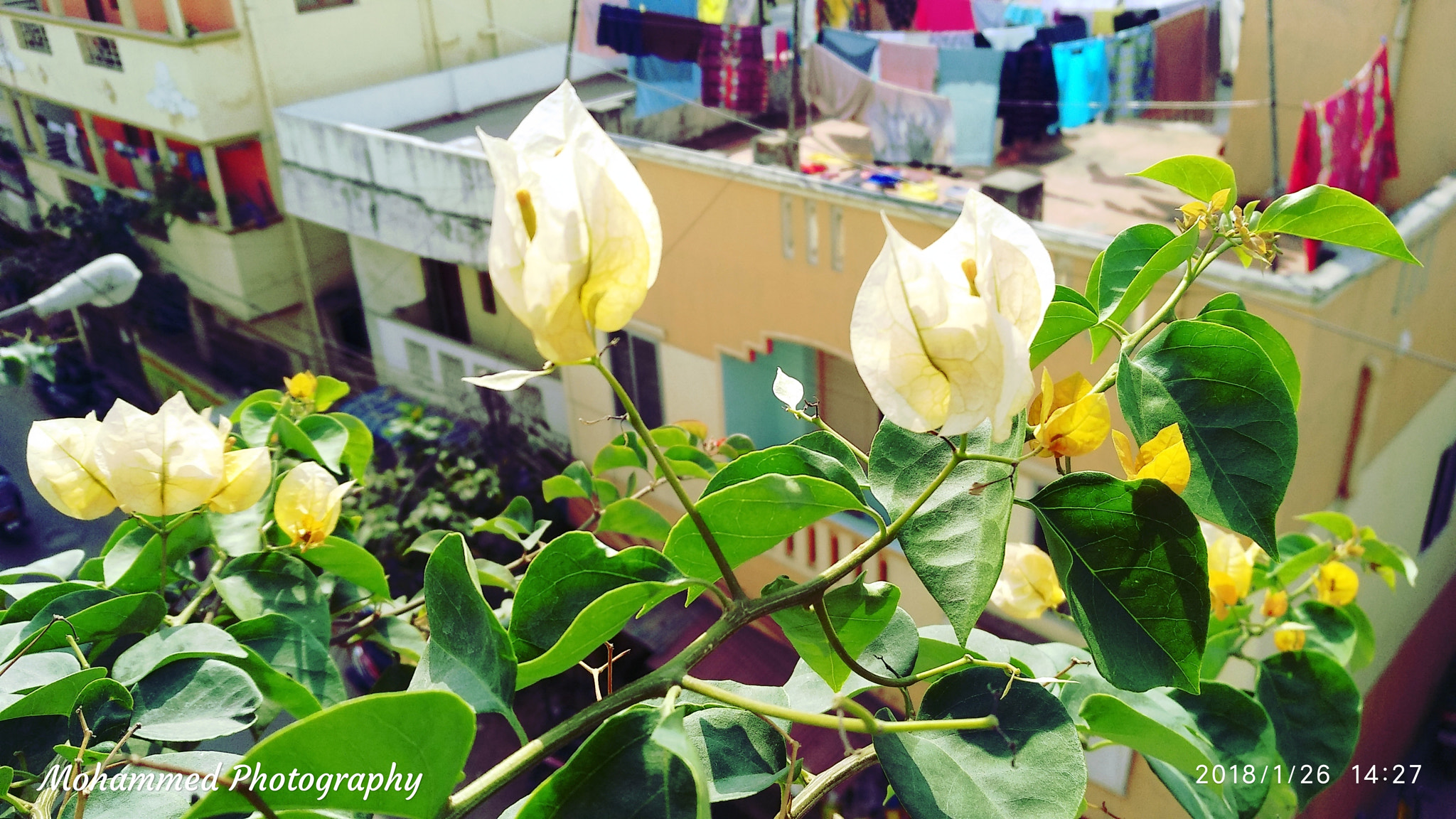 Xiaomi MI MAX 2 sample photo. Spring beauty. photography