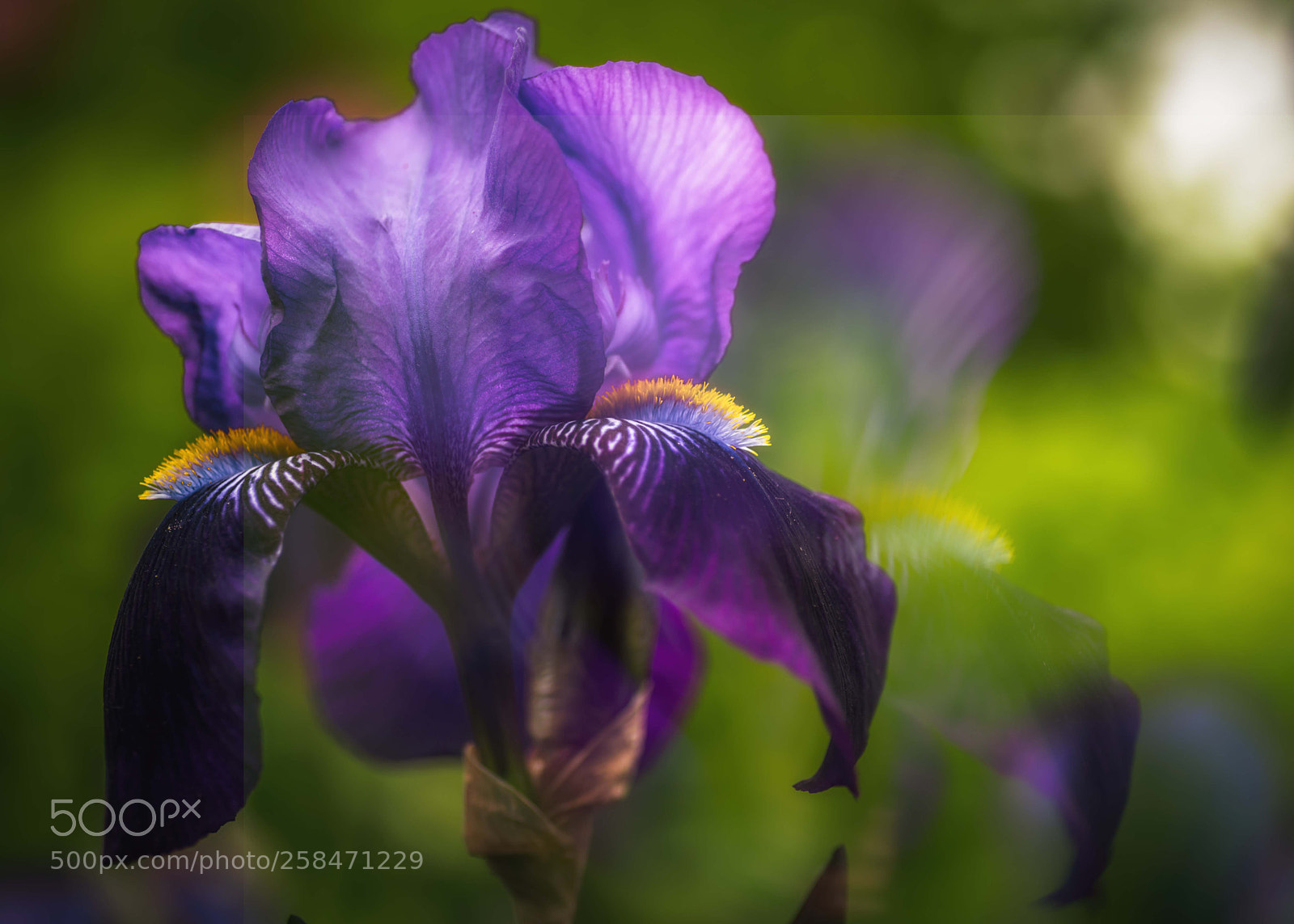 Nikon D600 sample photo. Iris photography