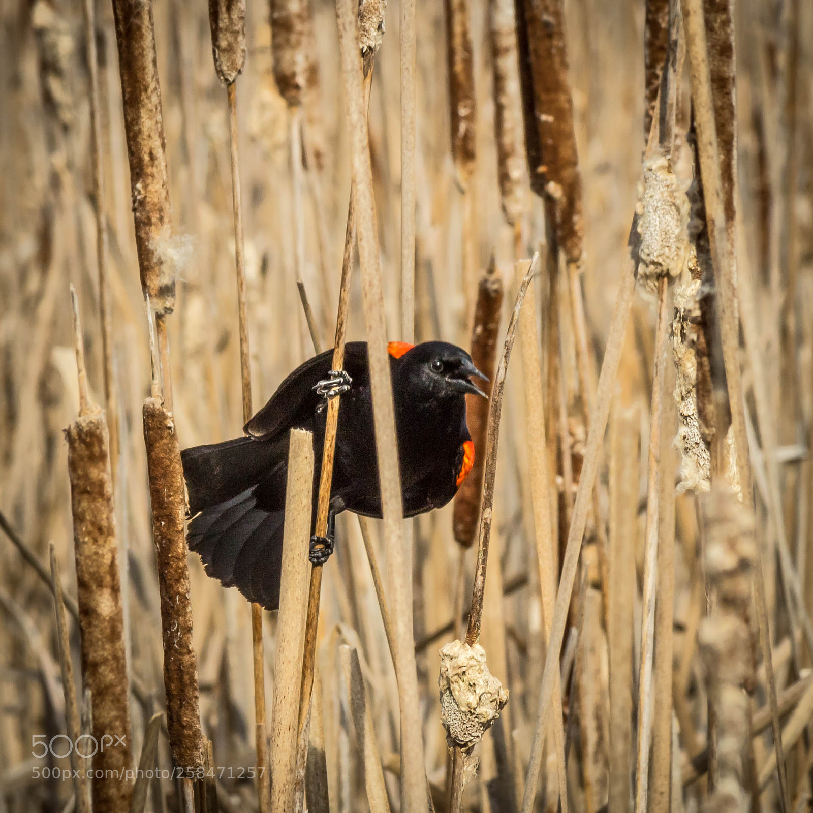 Canon EOS M10 sample photo. Red-winged blackbird (male) photography