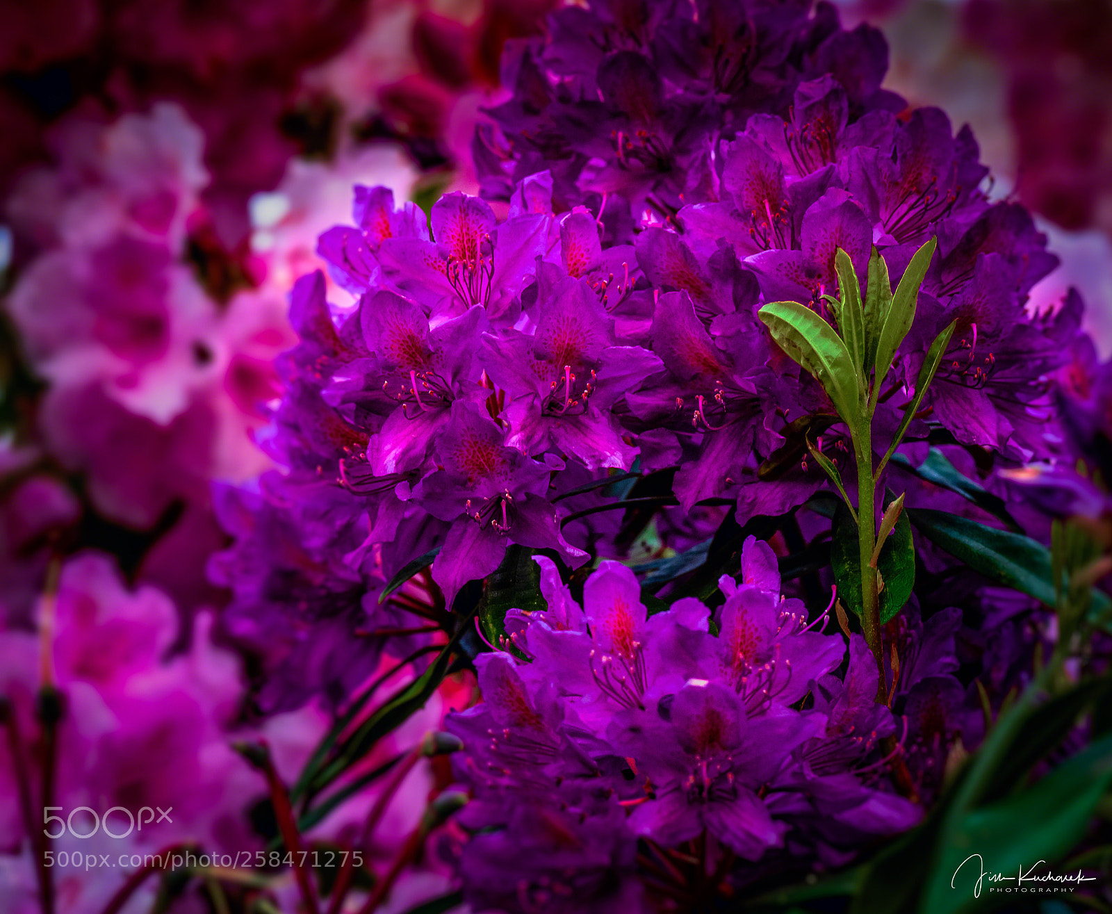 Nikon D810 sample photo. Azaleas photography