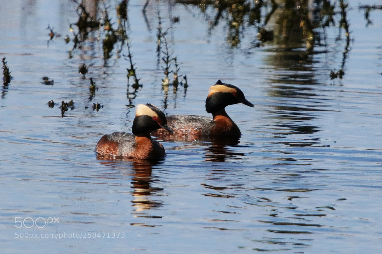 Canon EOS 80D sample photo. Horned grebe couple photography
