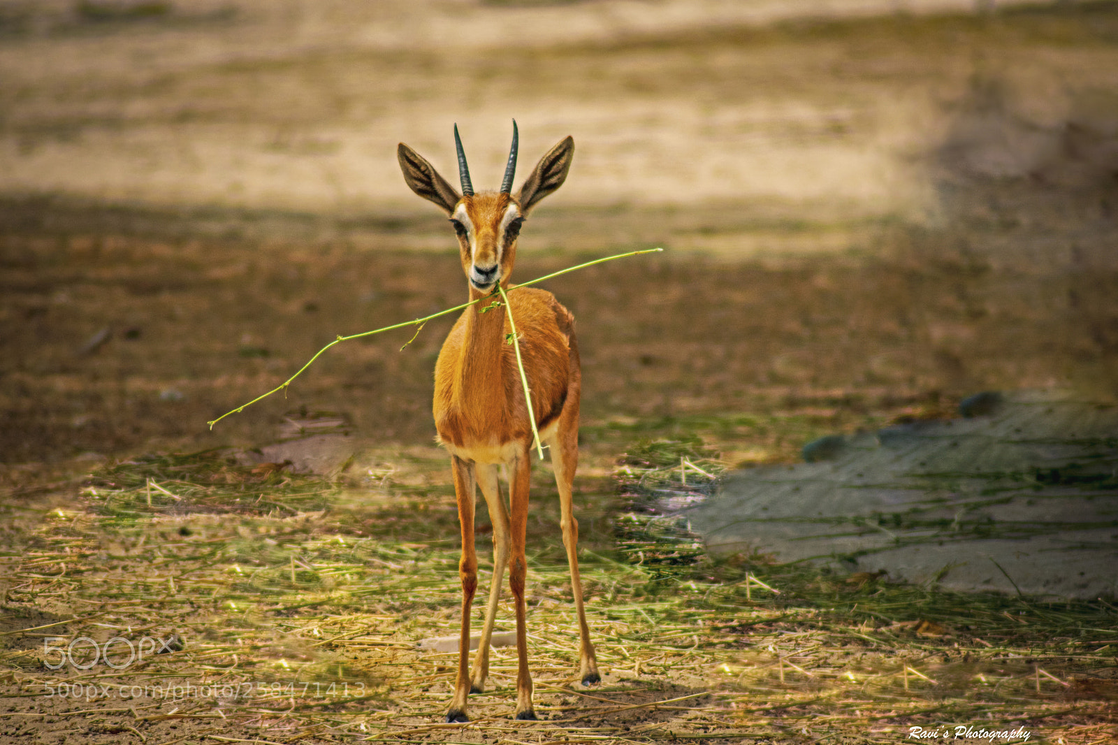 Nikon D5300 sample photo. Gazelle portrait photography