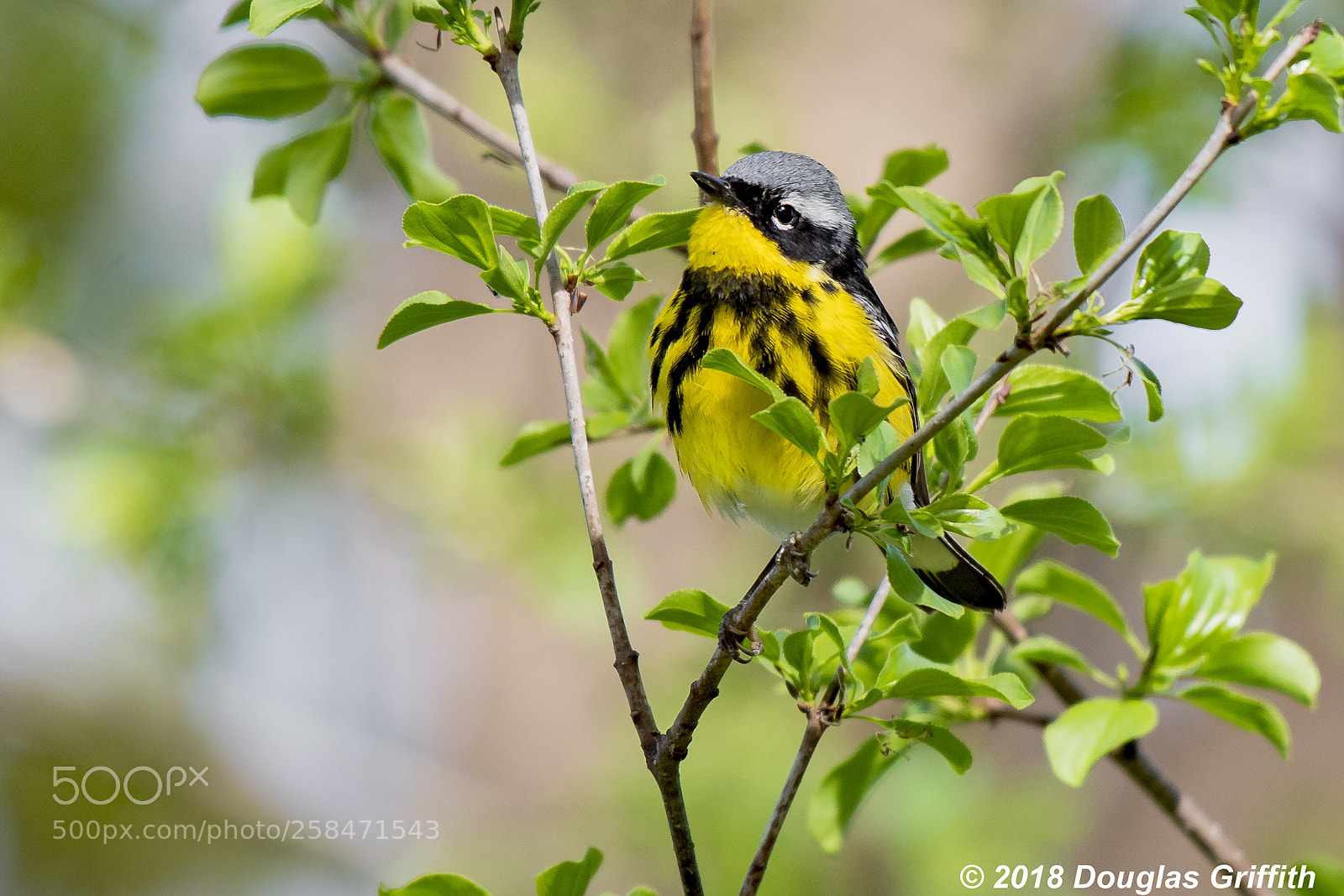 Nikon D500 sample photo. Magnolia warbler (setophaga magnolia) photography