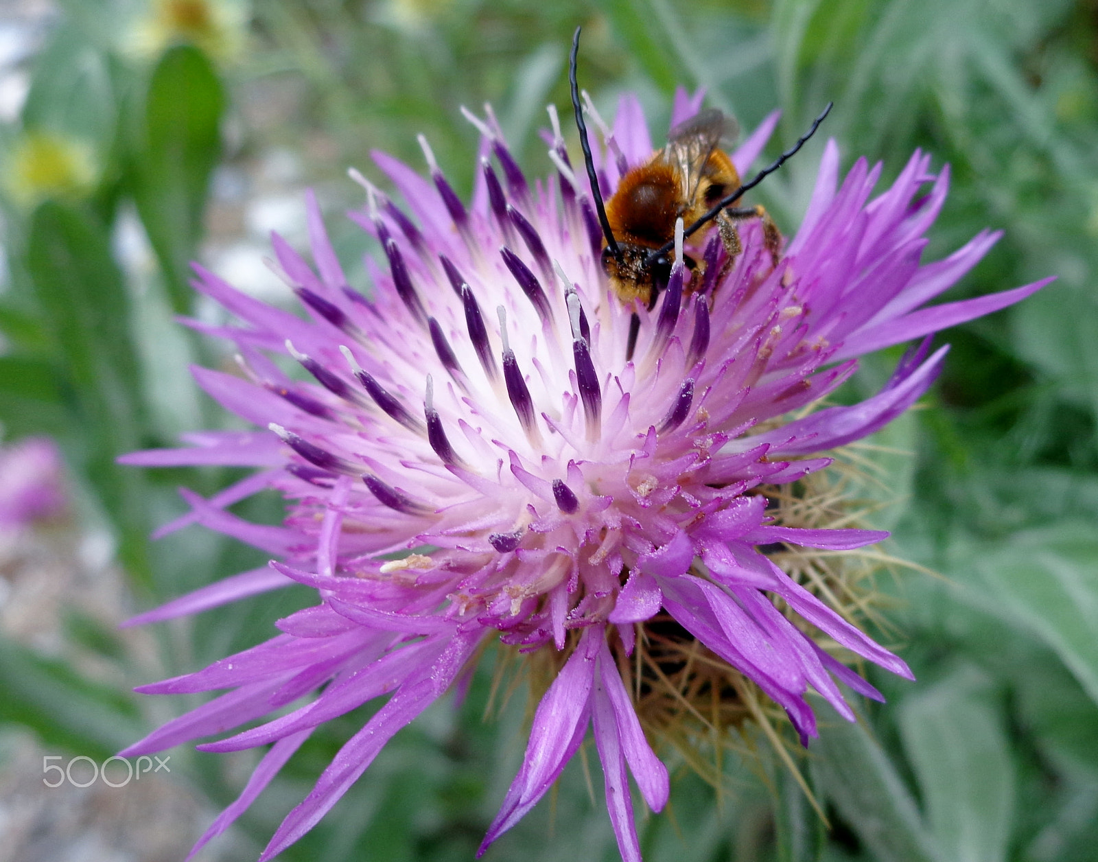 Sony Cyber-shot DSC-W690 sample photo. Spanish spear thistle with long horned bee photography