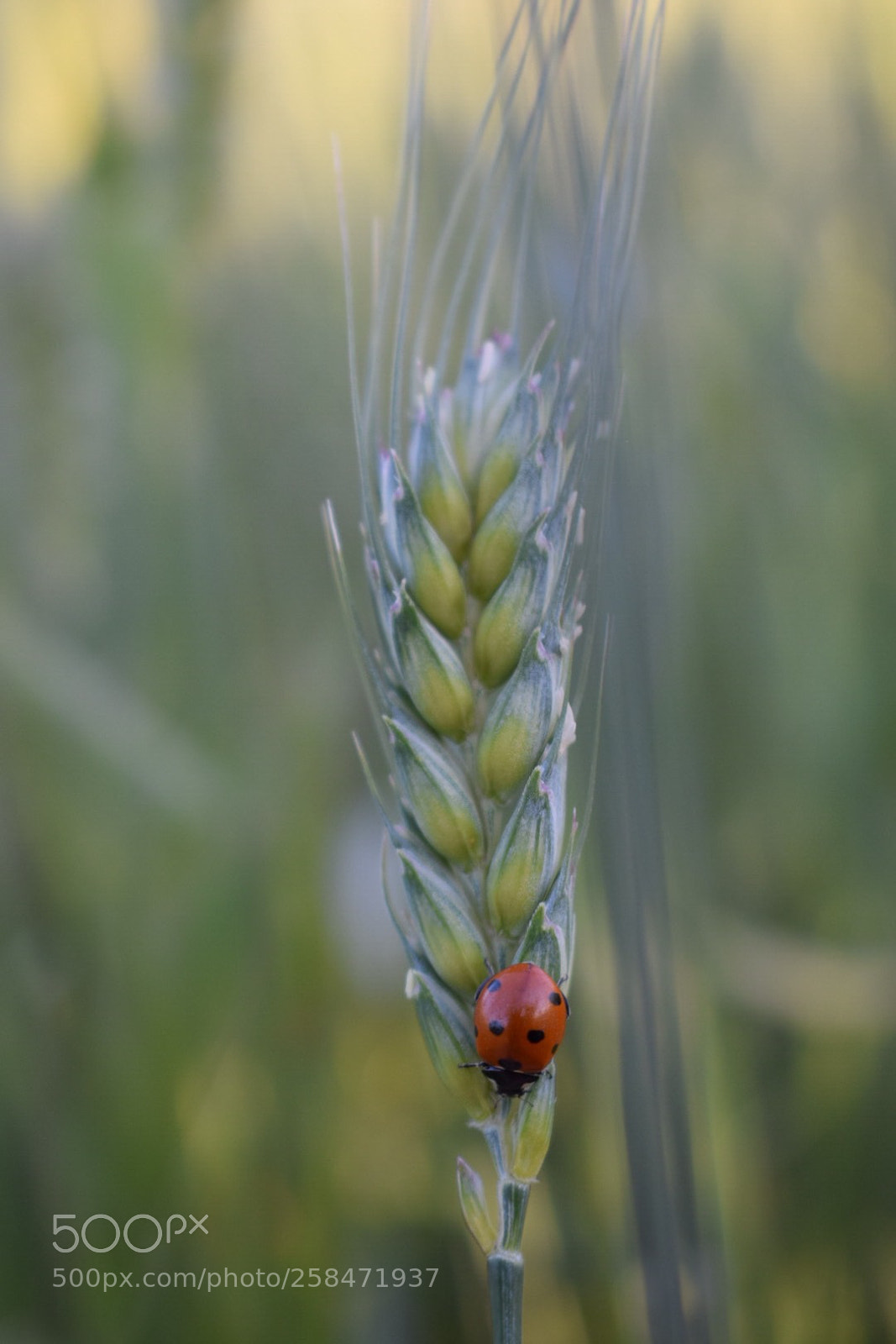 Nikon D5300 sample photo. Untitled photography