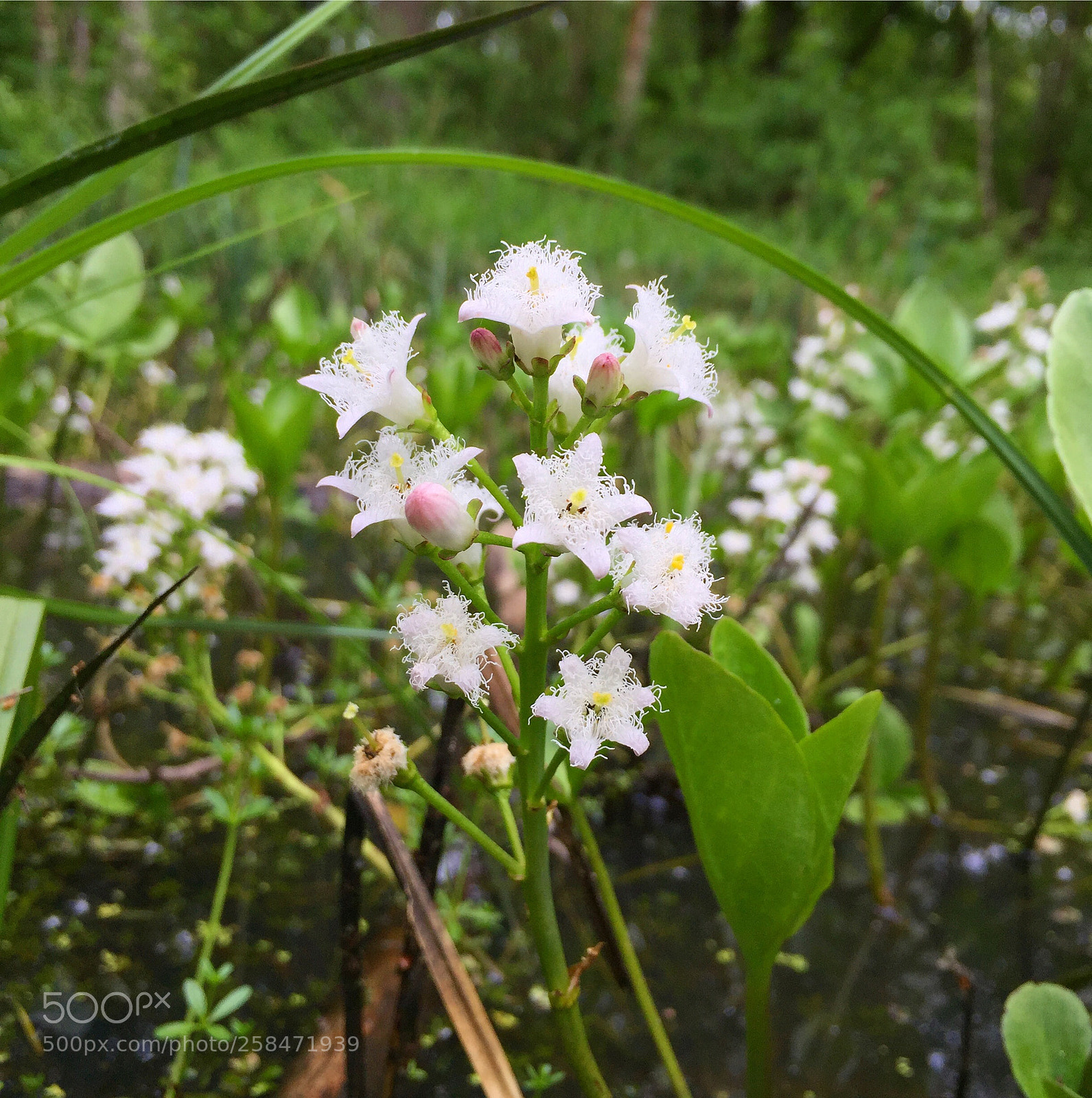 Apple iPhone 6 sample photo. Fleur des marais photography