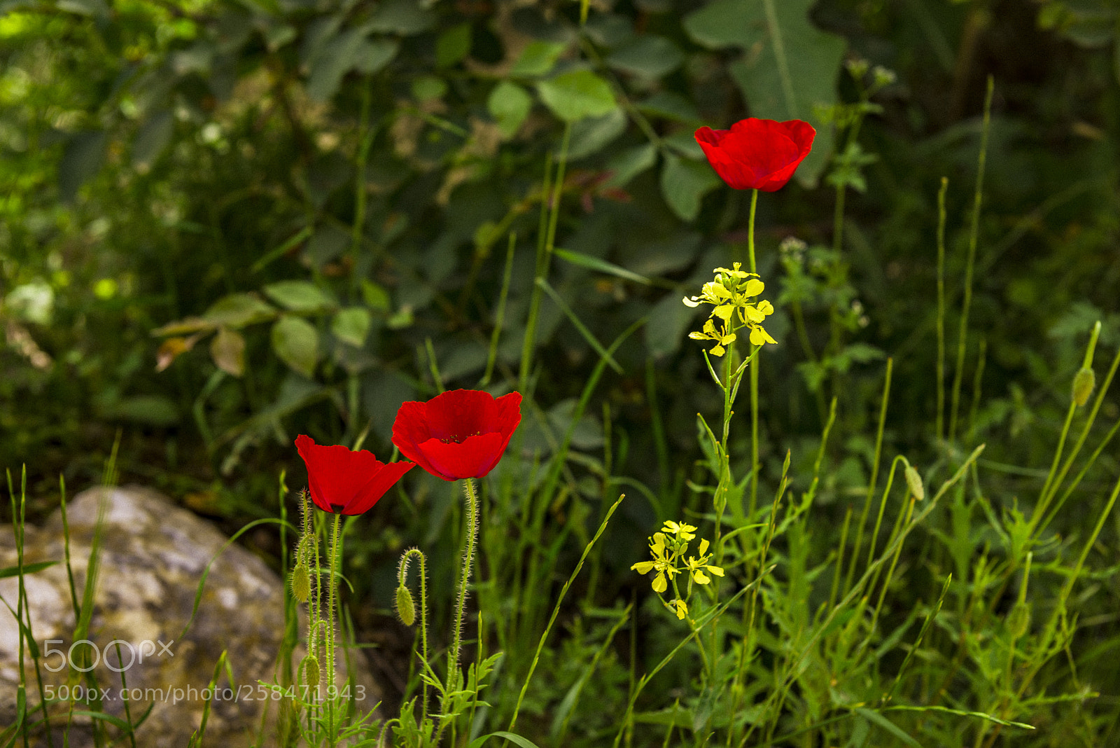 Nikon D610 sample photo. Windflower photography