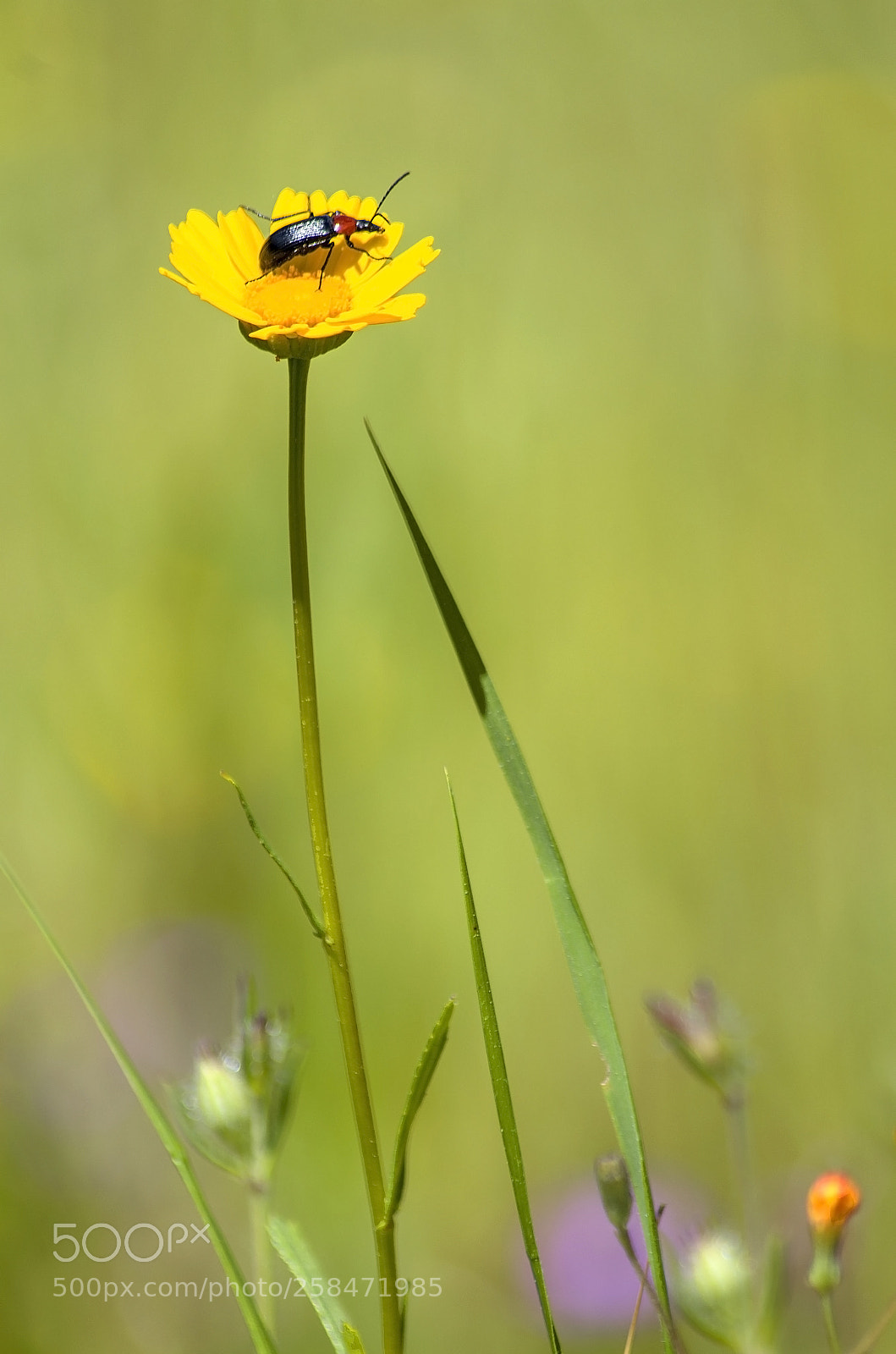 Pentax K-50 sample photo. The yellow flower photography