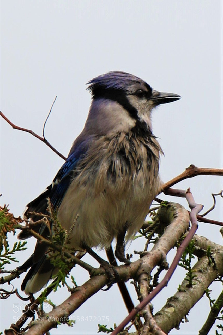 Canon EOS 7D Mark II sample photo. Blue jay on the photography