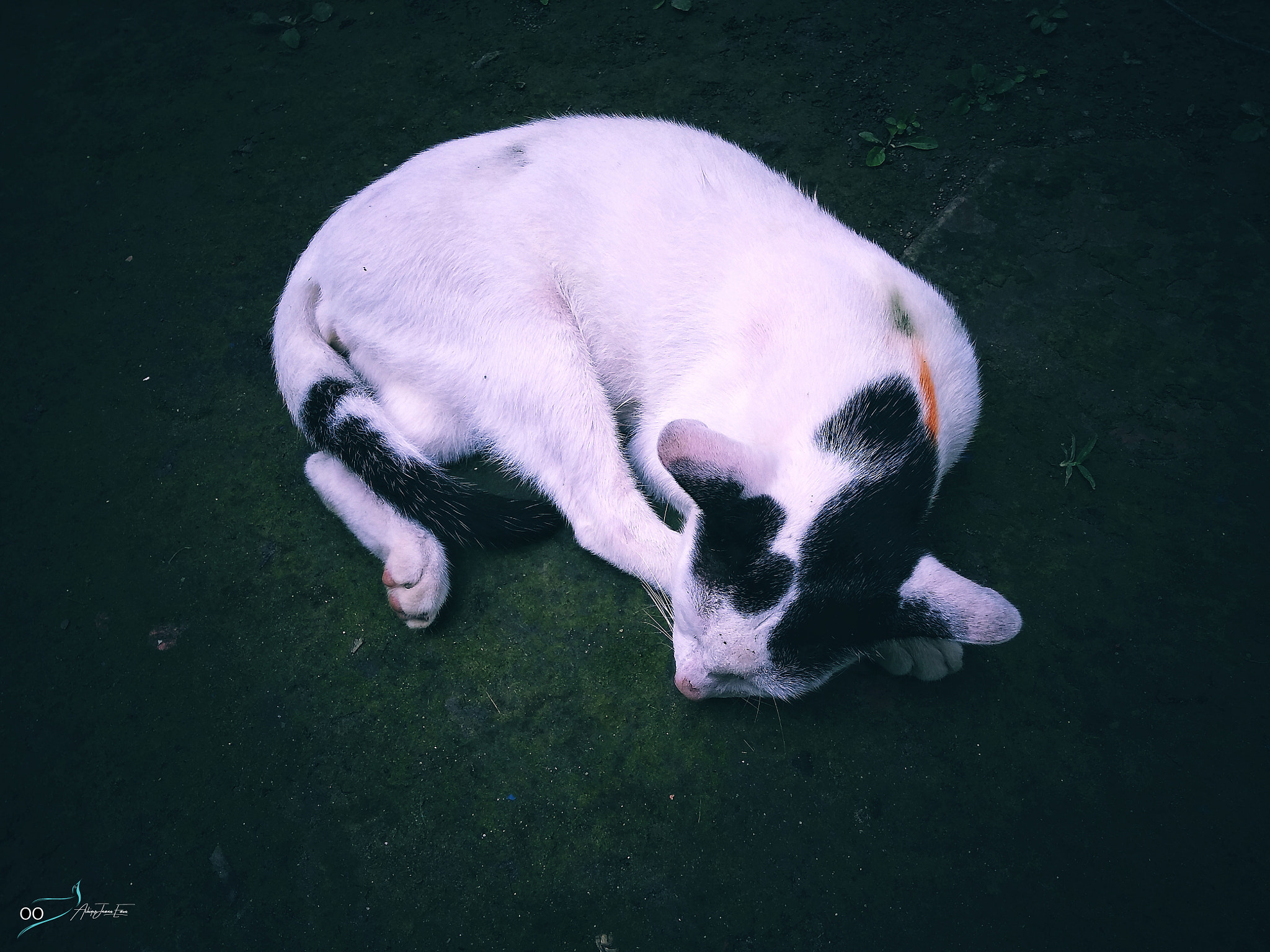 Motorola Moto G (5S) Plus sample photo. #cat photography