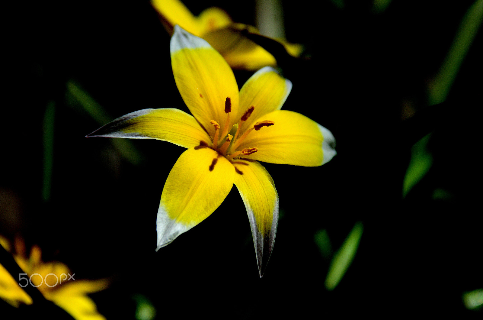 Nikon D7000 sample photo. Dsc photography