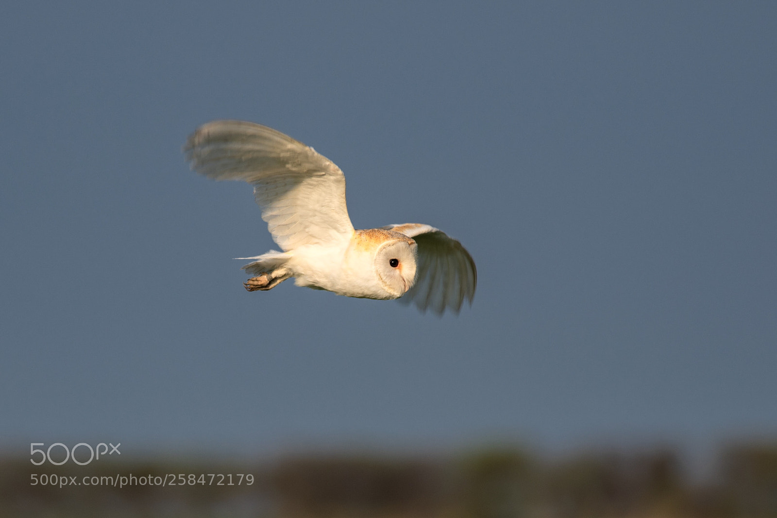 Nikon D850 sample photo. Barn owl photography