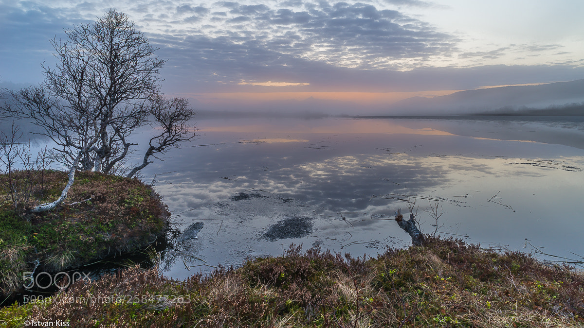 Nikon D610 sample photo. Foggy midnight photography
