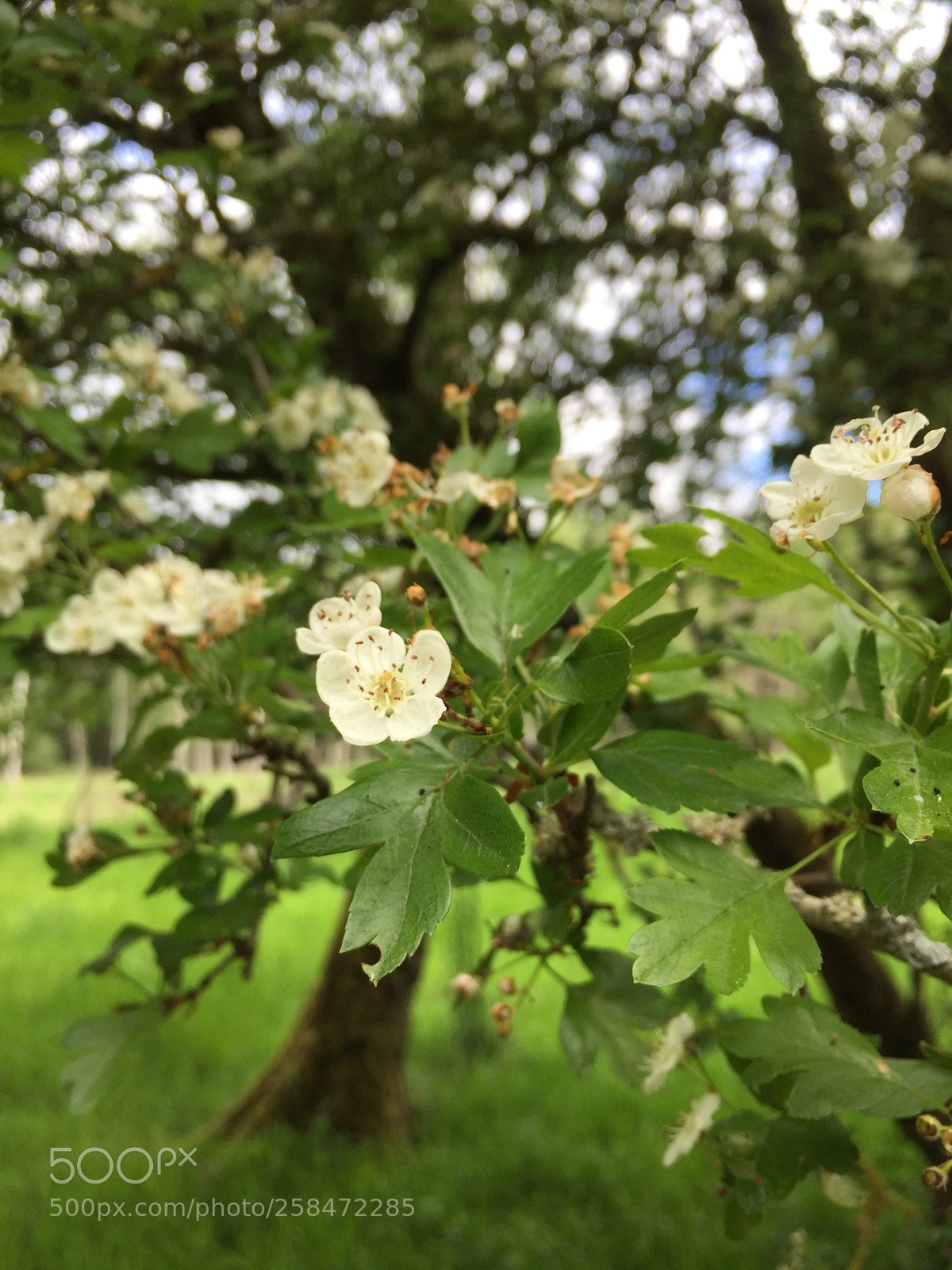Apple iPhone 6 sample photo. Fleurs des arbres photography