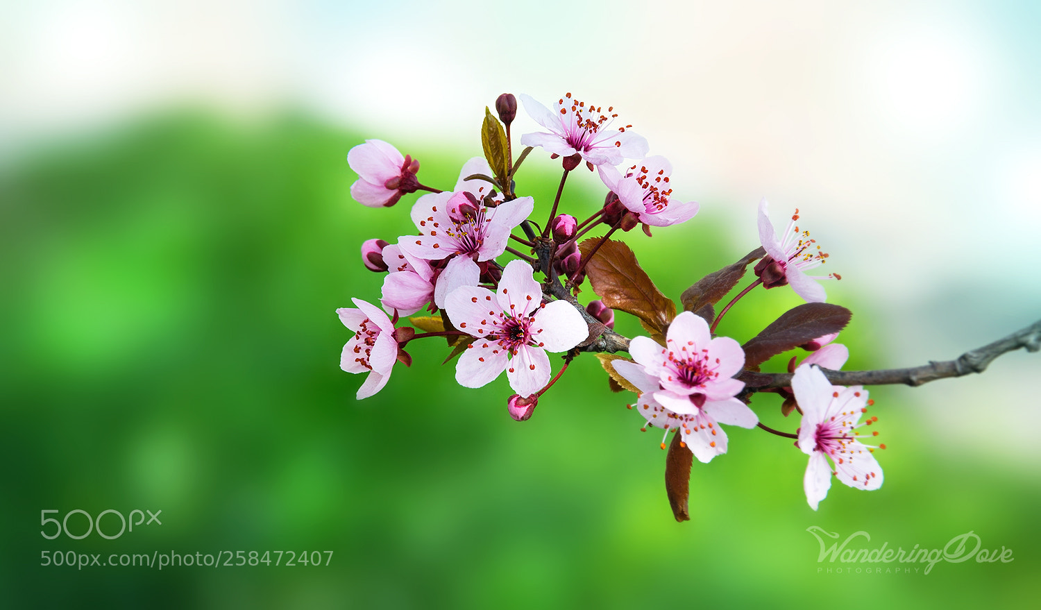 Nikon D3200 sample photo. Japanese plum blossom photography