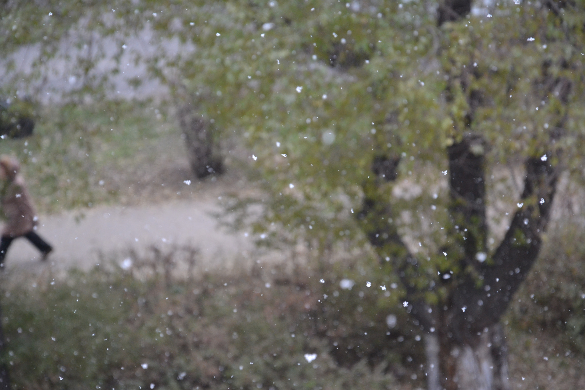 Nikon D3100 sample photo. First snow photography