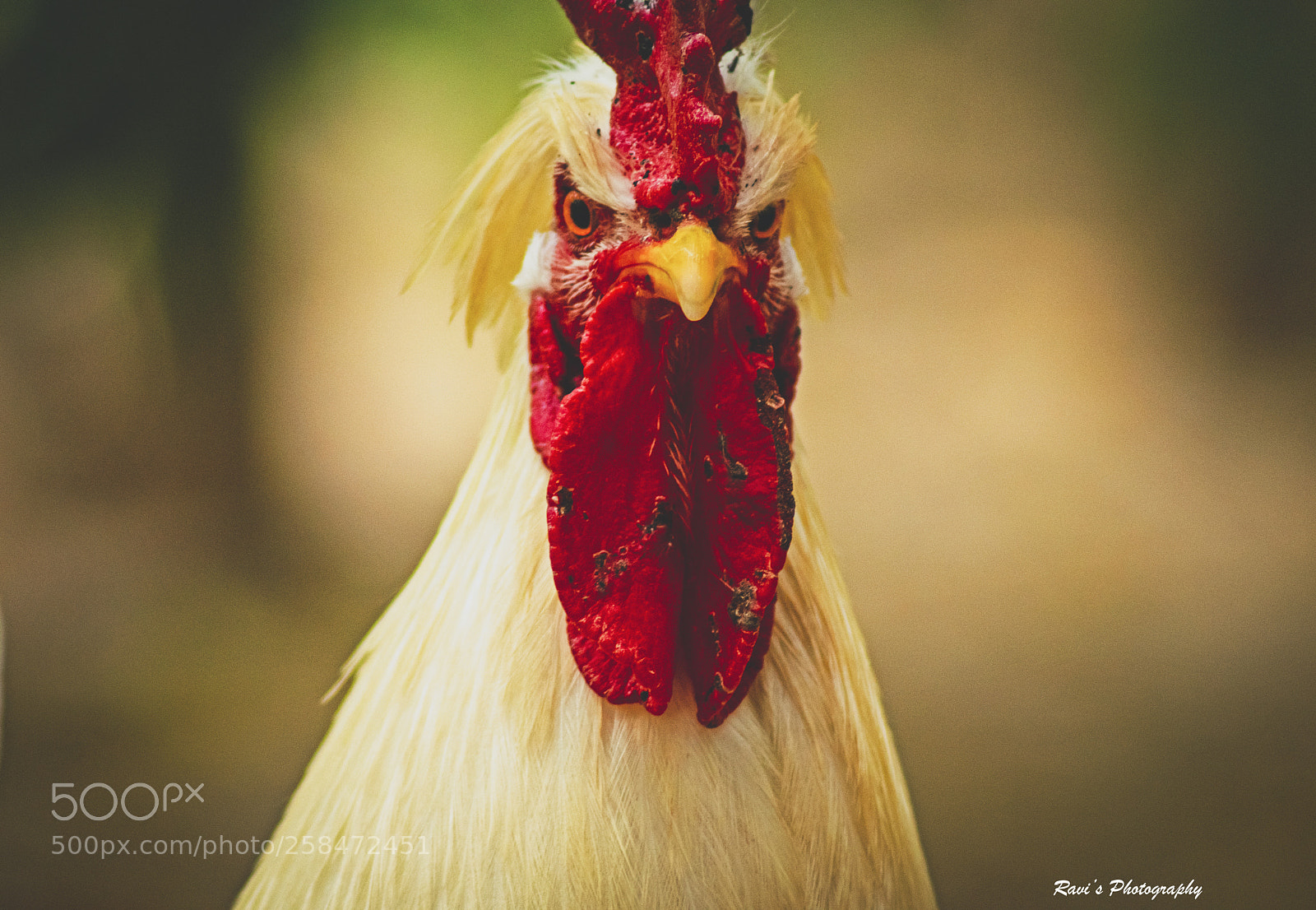 Nikon D5300 sample photo. Angry bird 2 photography